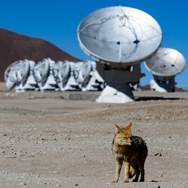 "The ALMA fox" by Alessandro Caproni, licensed under CC BY 2.0. ALMA is one of the international collaborations in which the NSF is involved.