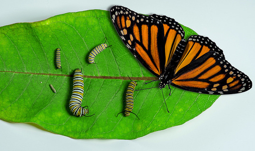 Caterpillars and butterfly on a leaf