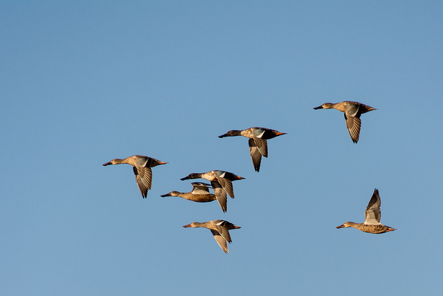 Flock of Ducks Flying Overhead