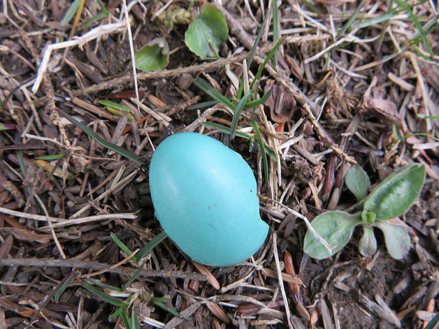Blue egg shell on the ground