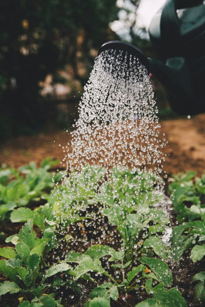 Small green plants being watered from a watering can. 