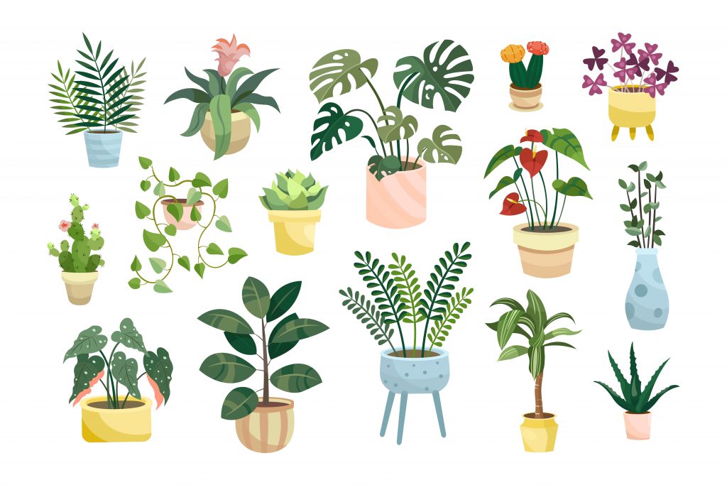 A illustration of a collection of varied house plants, each with it's own unique appearance and planted in a range of different pots. 