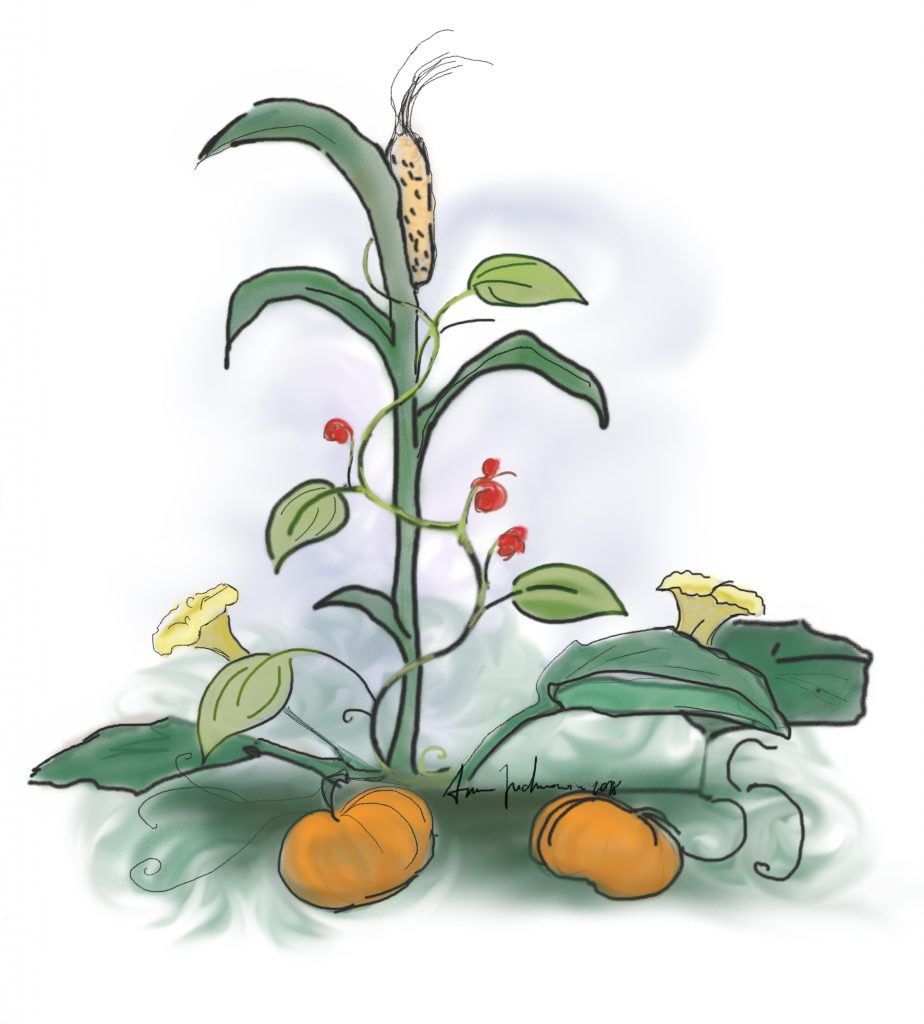 A drawing of corn, beans, and pumpkins all growing together, intertwined. 